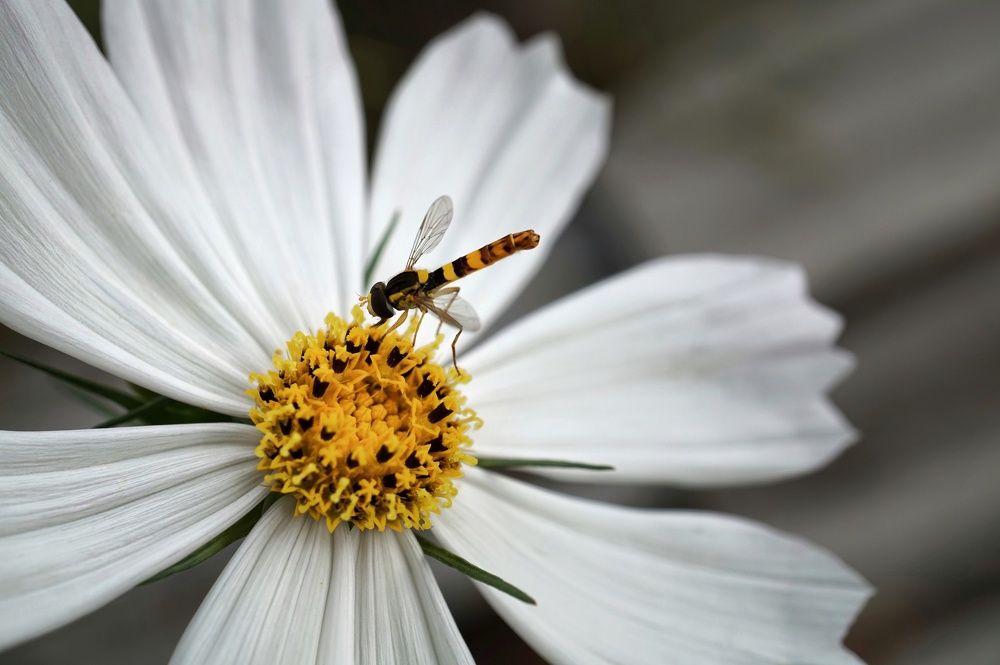 the striped fly
