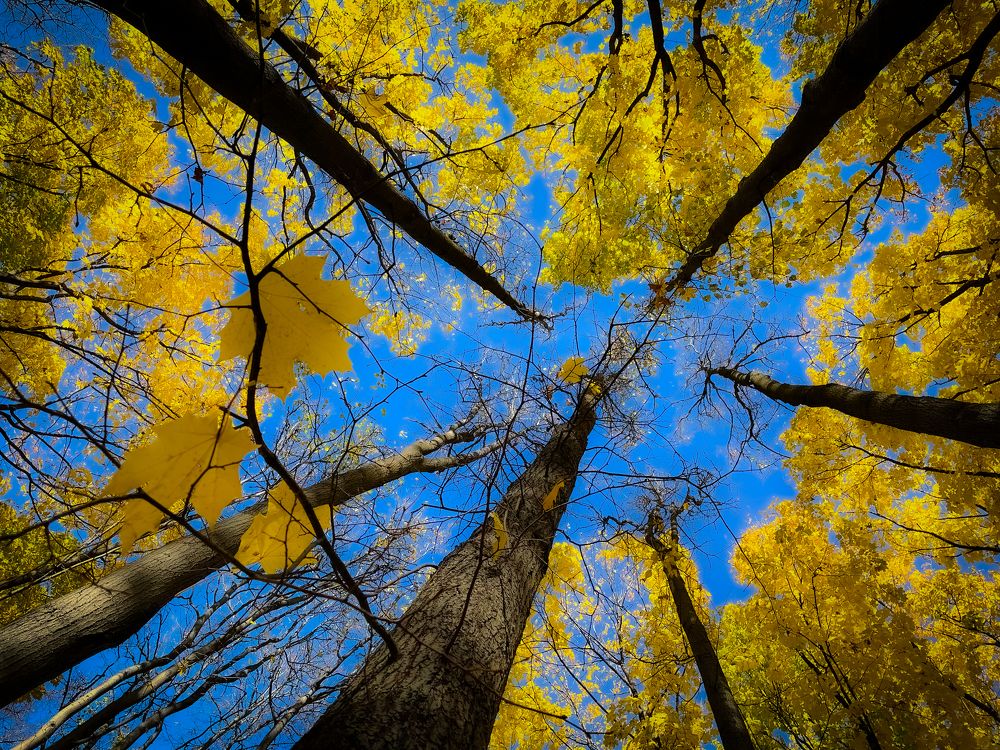 Photograph by Alexander Plakida