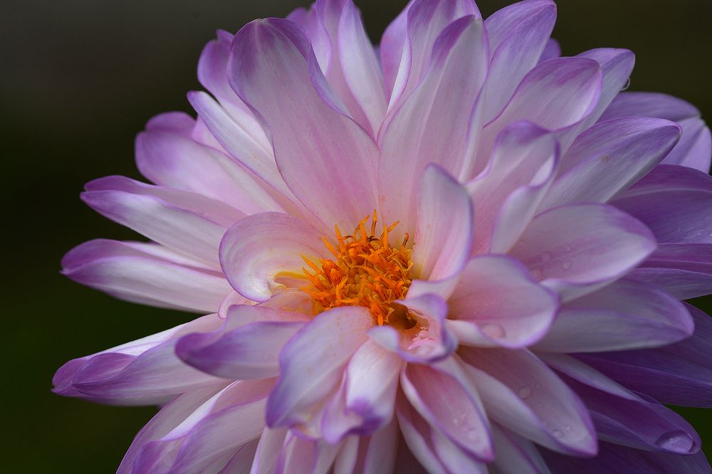 Photograph by Intars Šupiņš