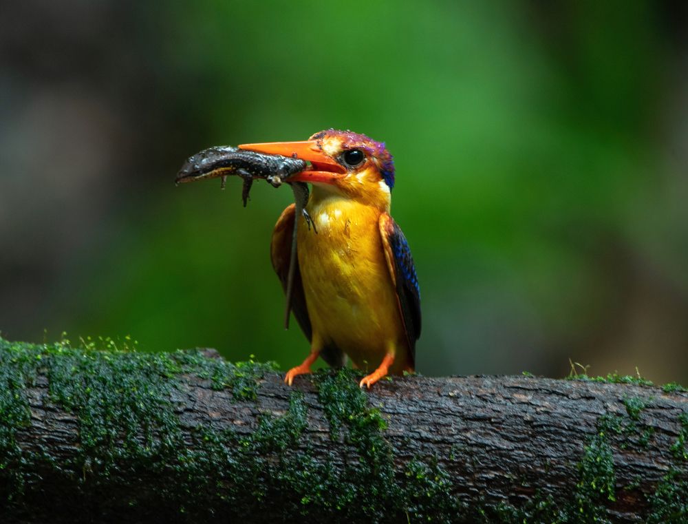 Photograph by Ashish