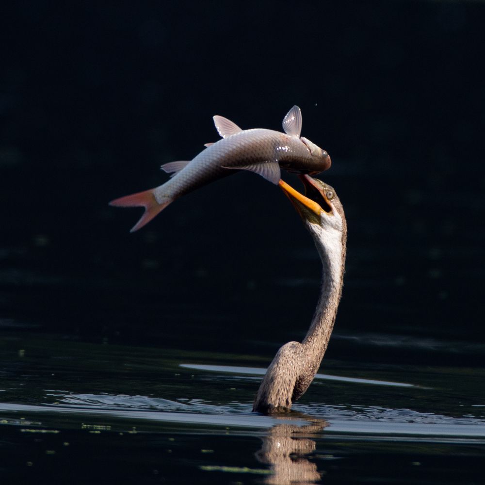 Photograph by Soumya Chandan Panda