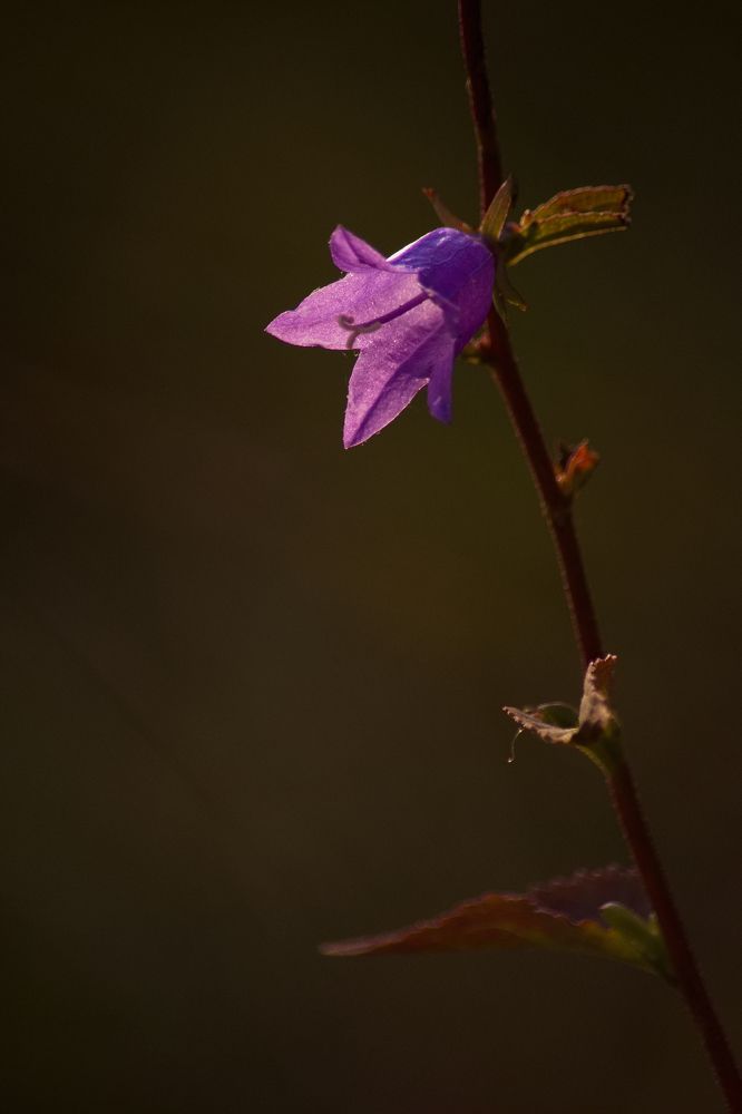 Photograph by Filip Betko