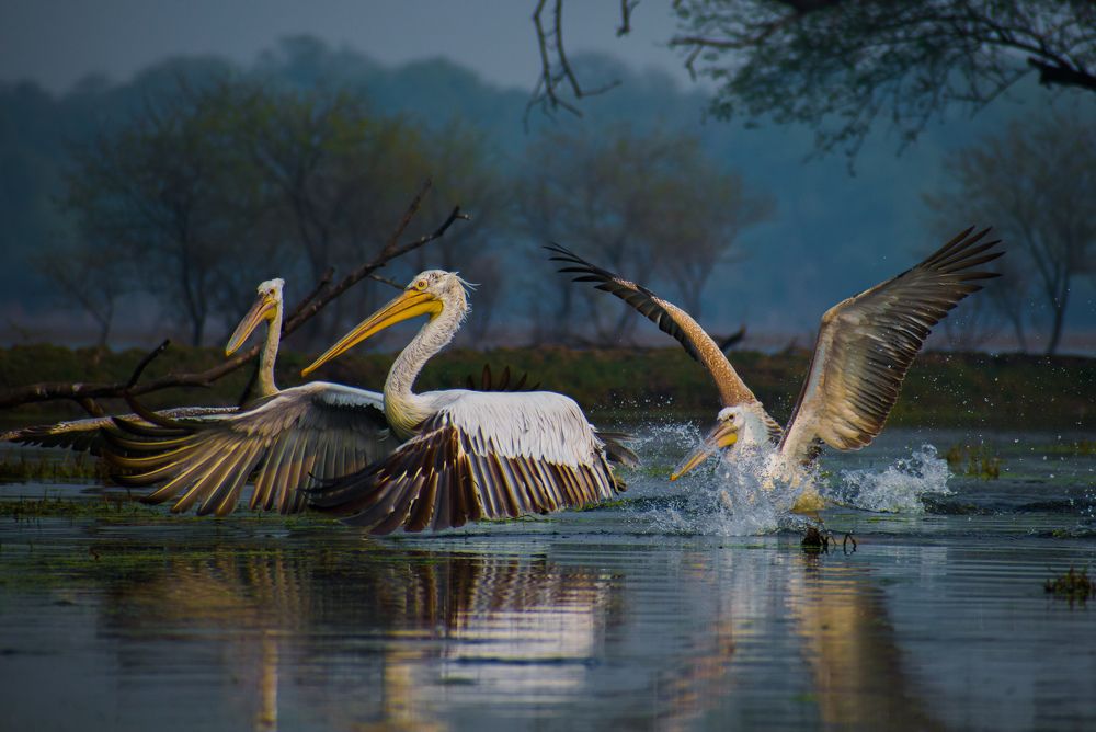 Dalmatian Pelican