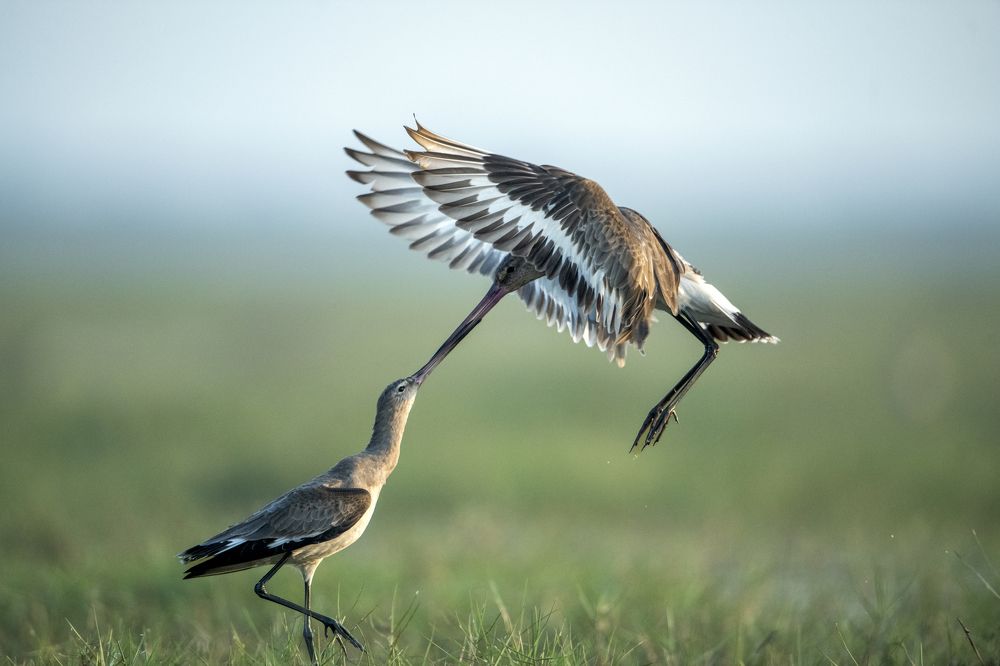"Godwit territorial fight"