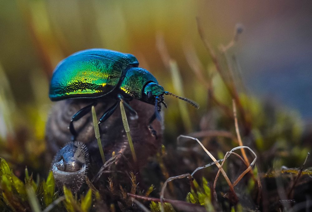 ..градиент..