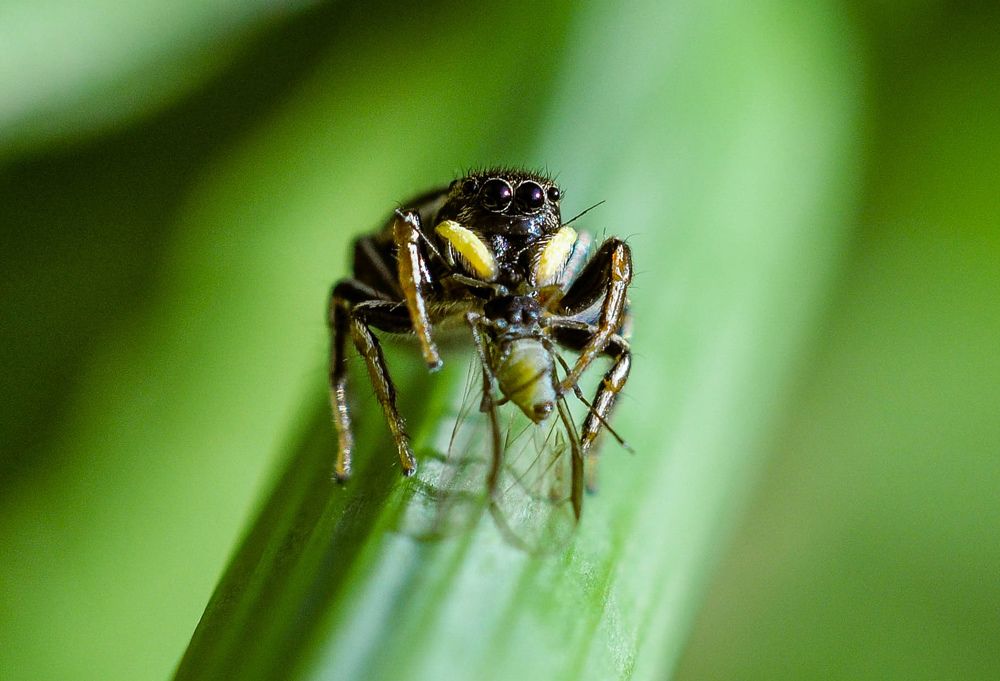 ..скромный обед..