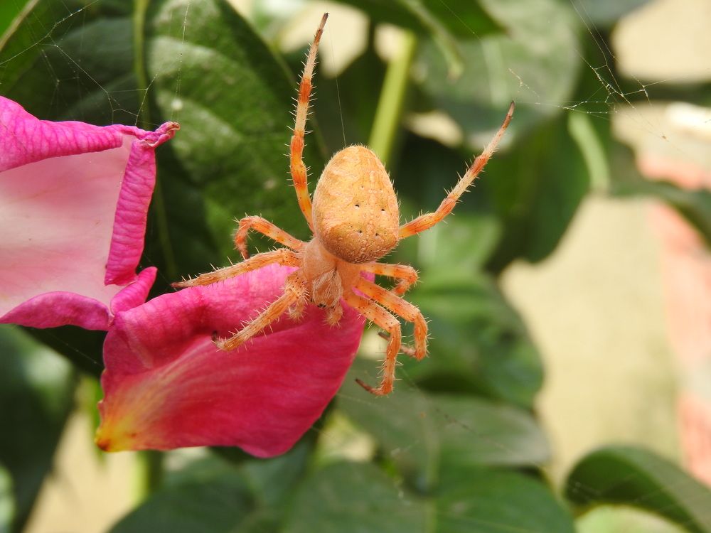 Фотография автора Юлия Овчинникова