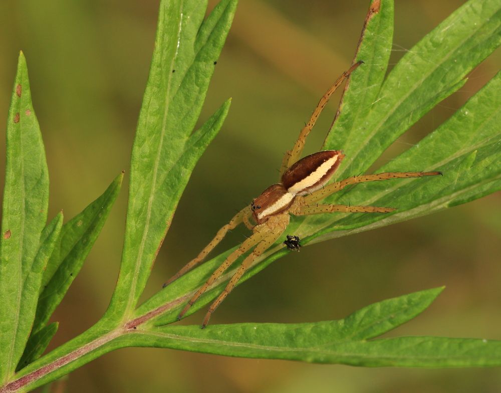 Photograph by Елена Красавина