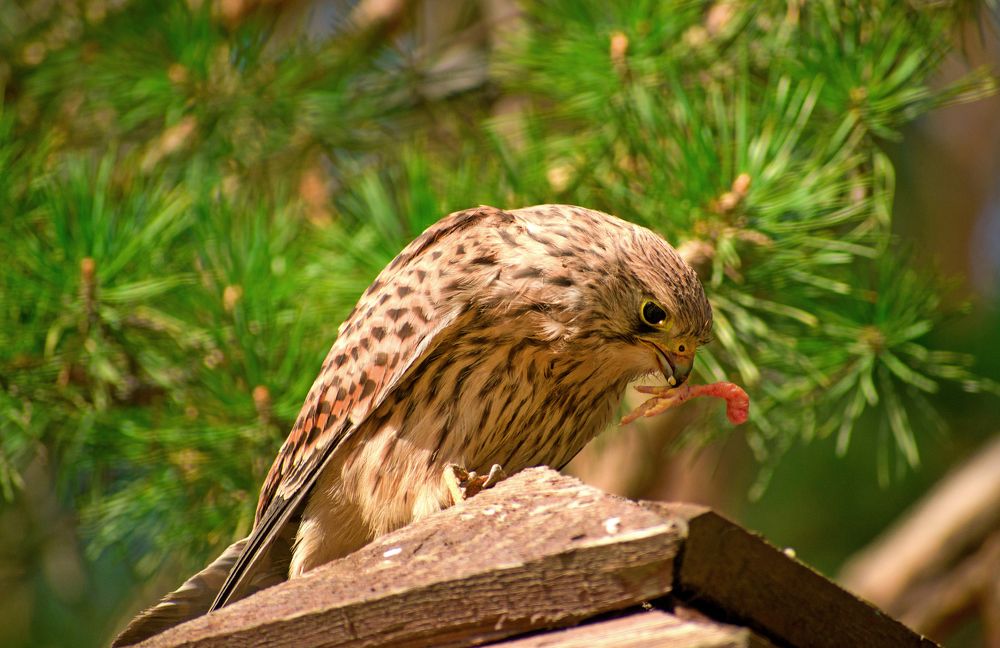 Photograph by Наталья Аржинт