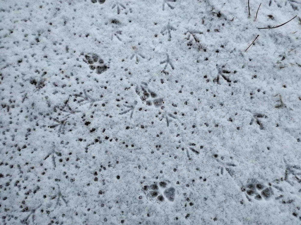 Photograph by Ирина Саттарова