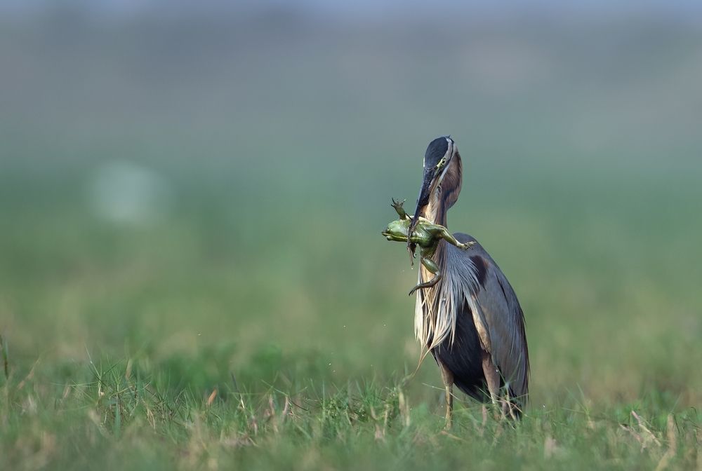 Photograph by Dilip Shah