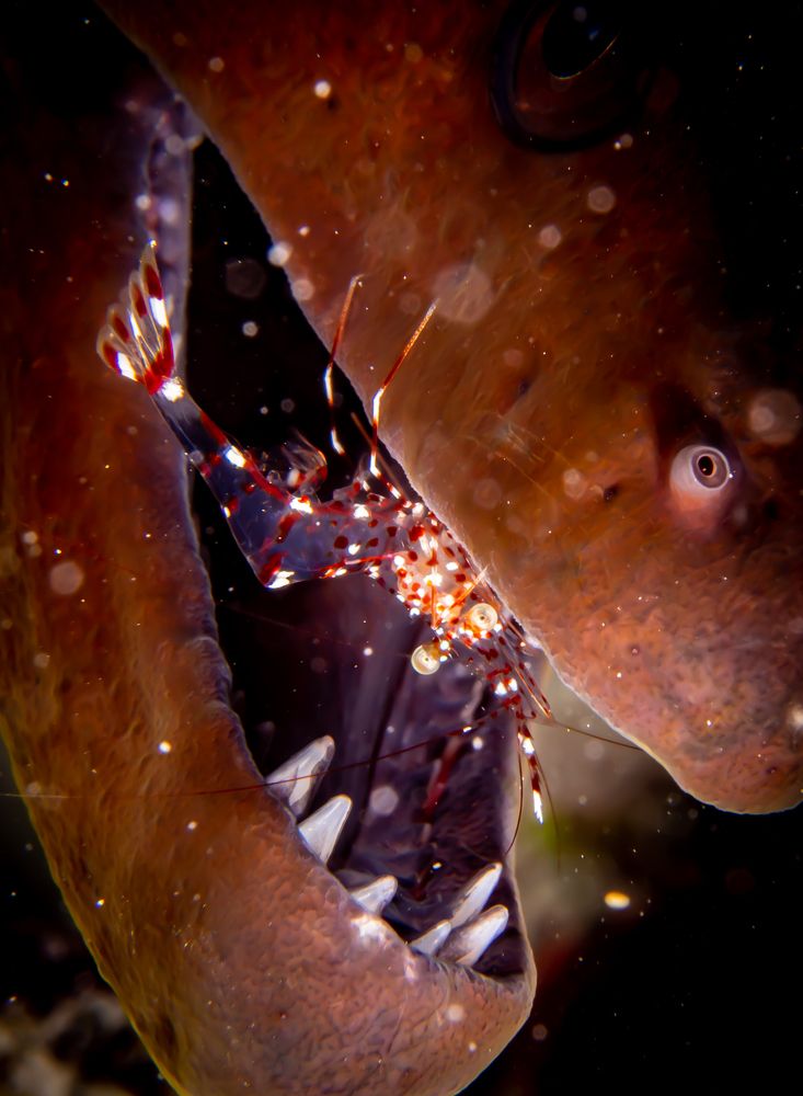 Photograph by Alexander Plakida