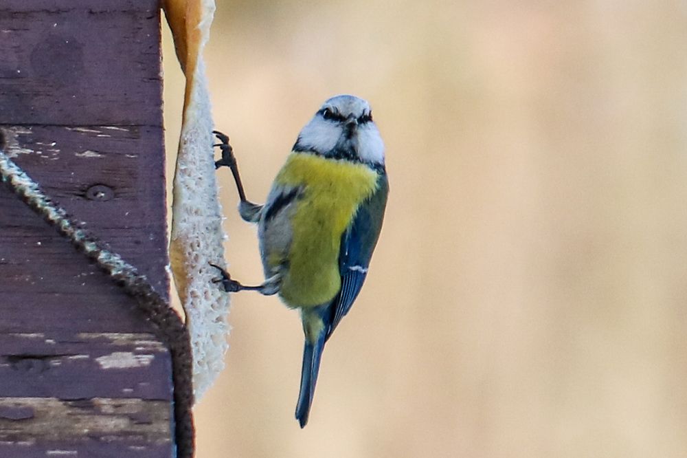Photograph by Надежда Зайцева