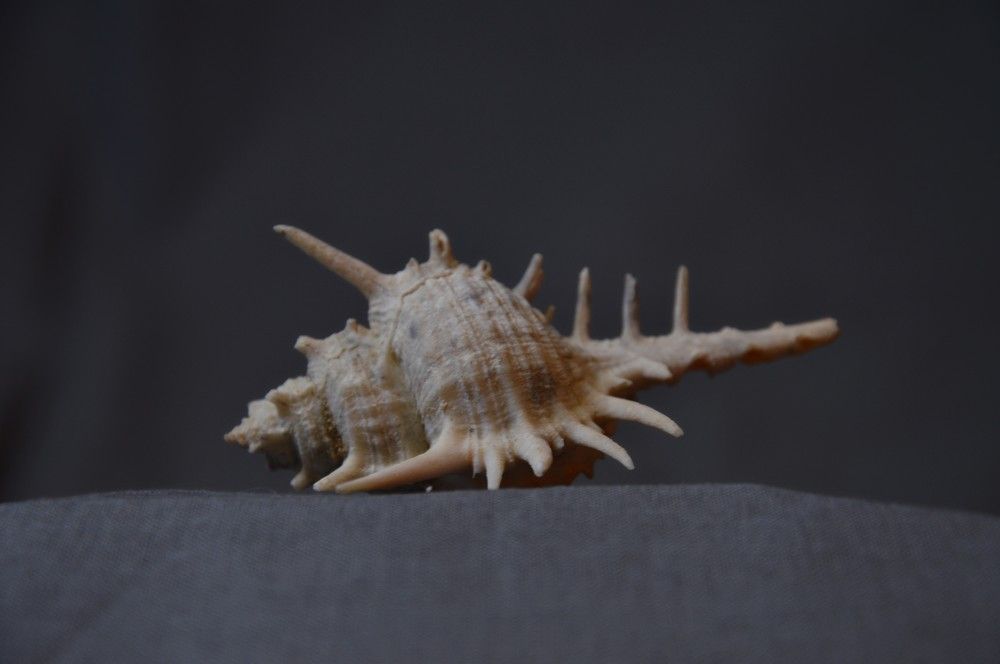 Photograph by Ольга Шевцова