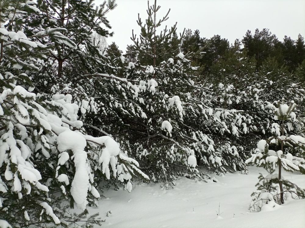 Photo #7120038