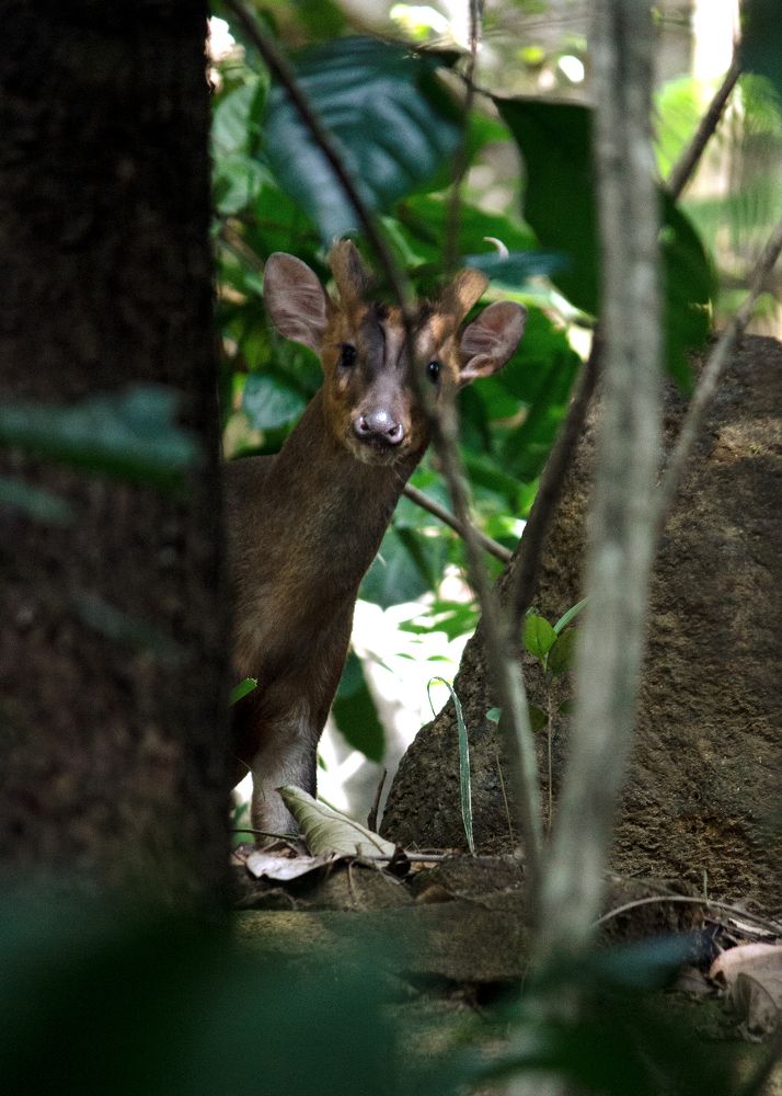 Barking Deer