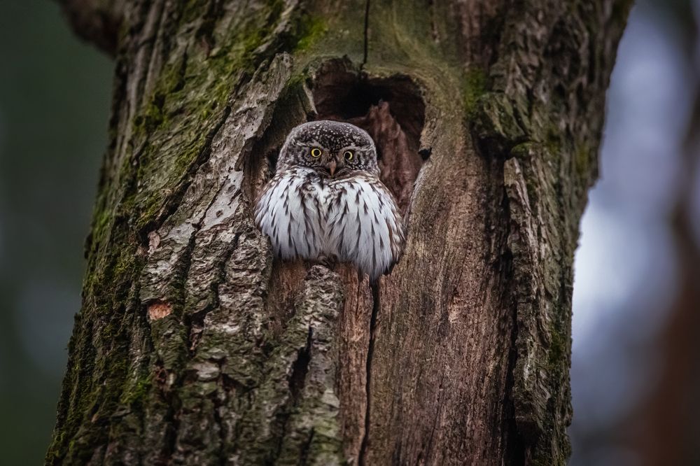 Фотография автора Дронов Константин
