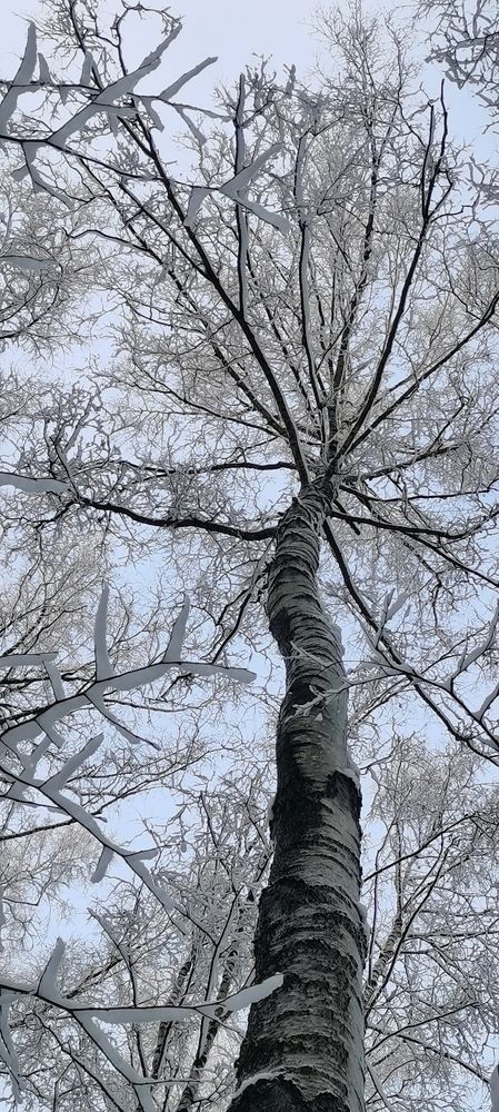 Фотография автора Ольга Хорева