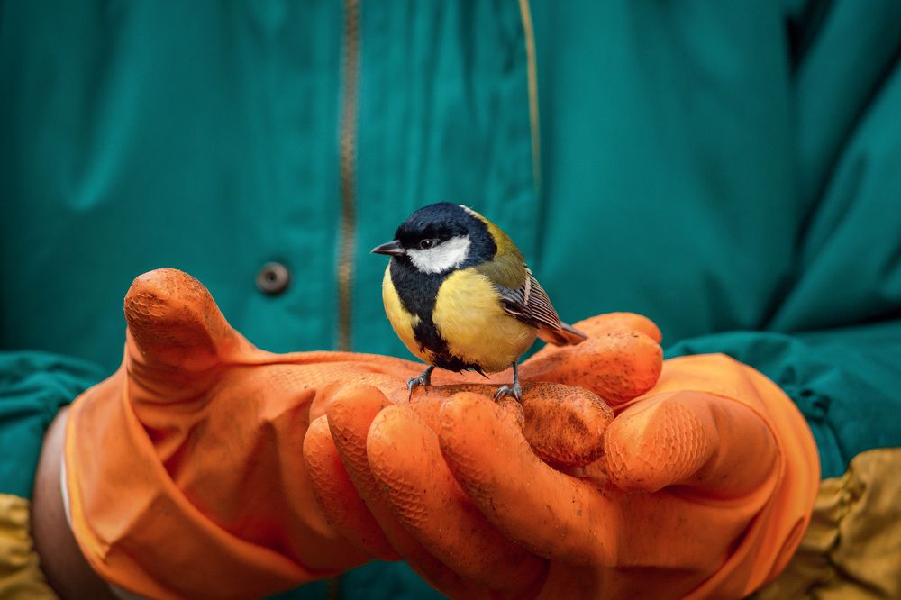 Чем журавль в небе (Than a crane in the sky)
