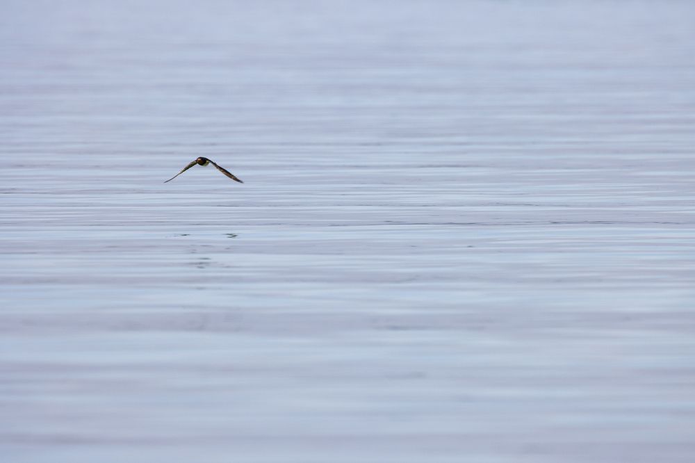 Photograph by Chamara Sulakkhana Polwatta Siriyalage