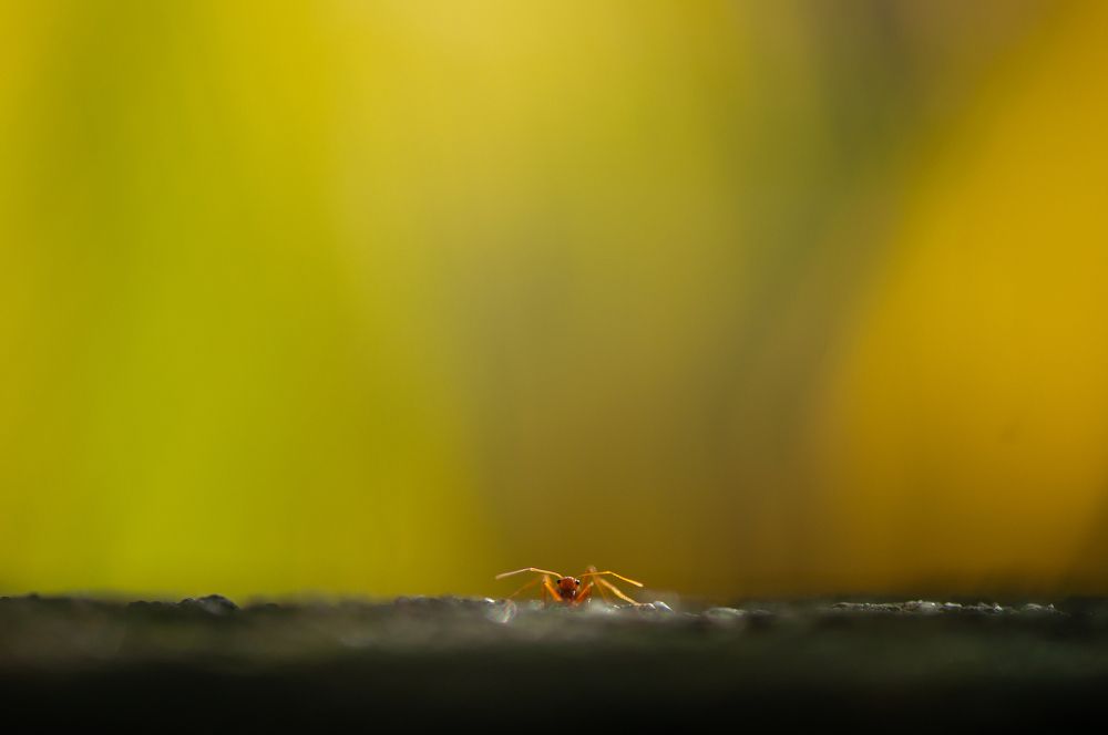 Photograph by Chamara Sulakkhana Polwatta Siriyalage