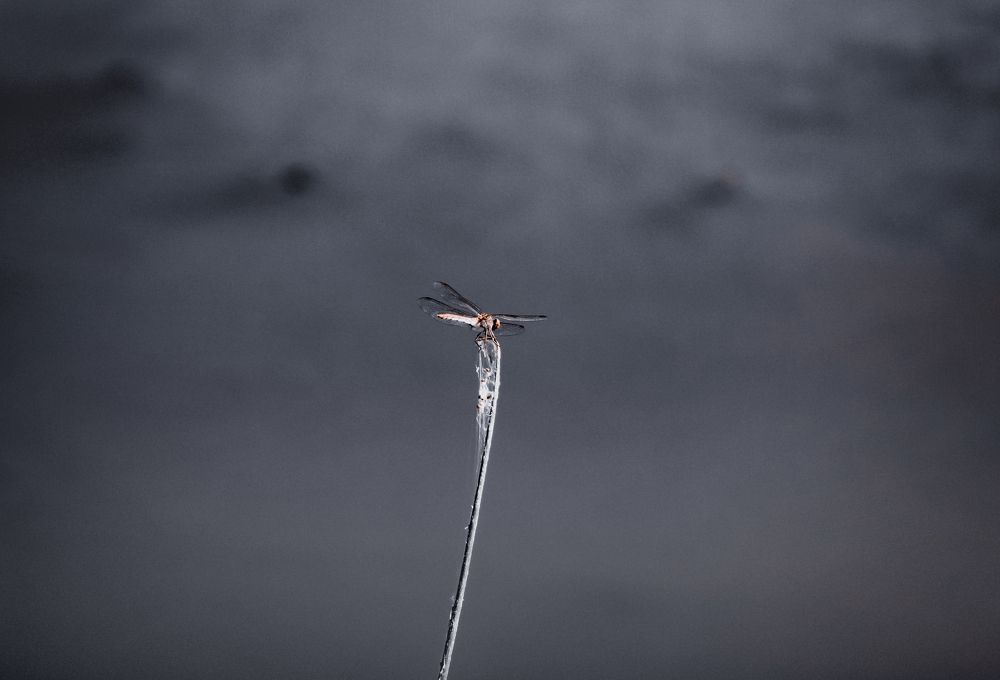 Photograph by Ольга Остапенко