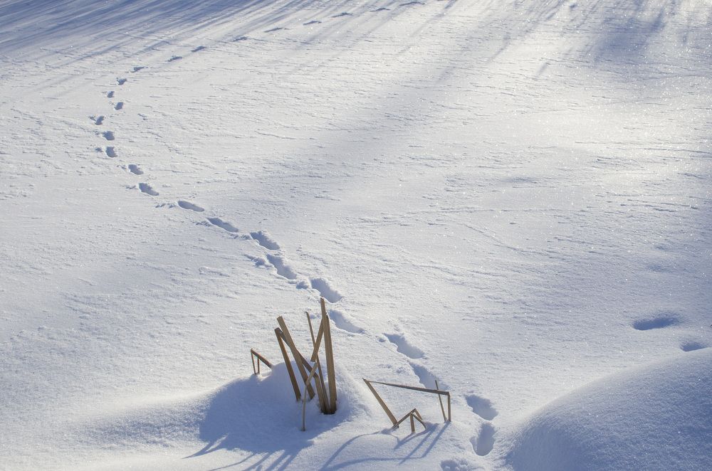 Photograph by Грашин Игорь Алексеевич