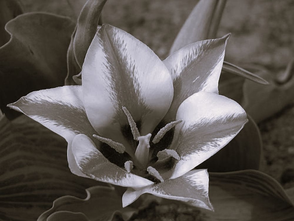 Распустился тюльпан