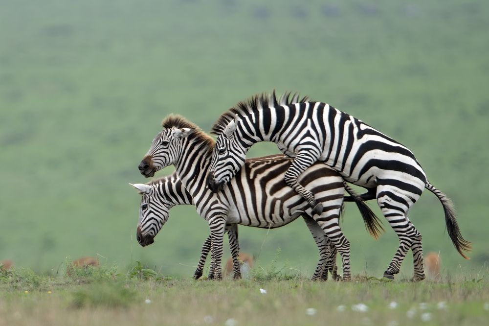 Photograph by Dilip Shah