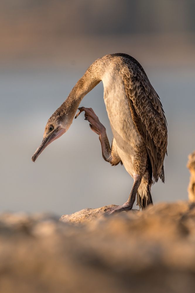 Photograph by Sunil Dhar