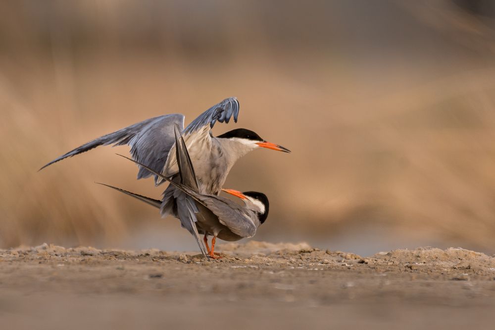 Photograph by Sunil Dhar