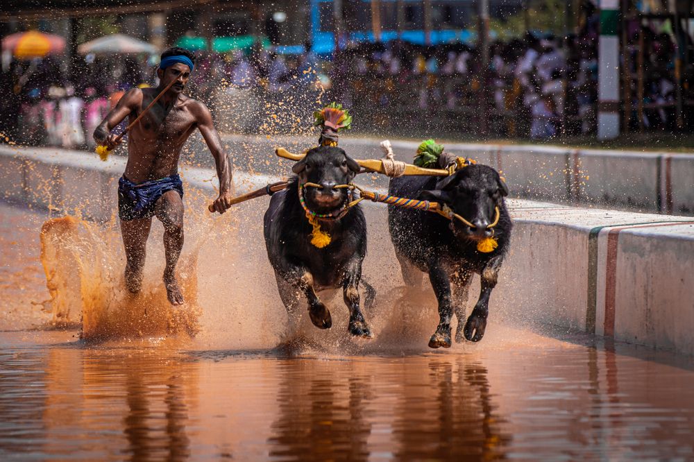 Photograph by Md Sabbir