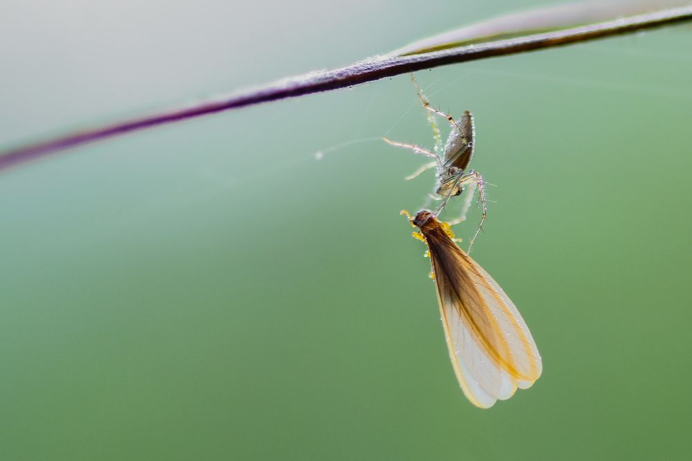 Photograph by Triwidana .