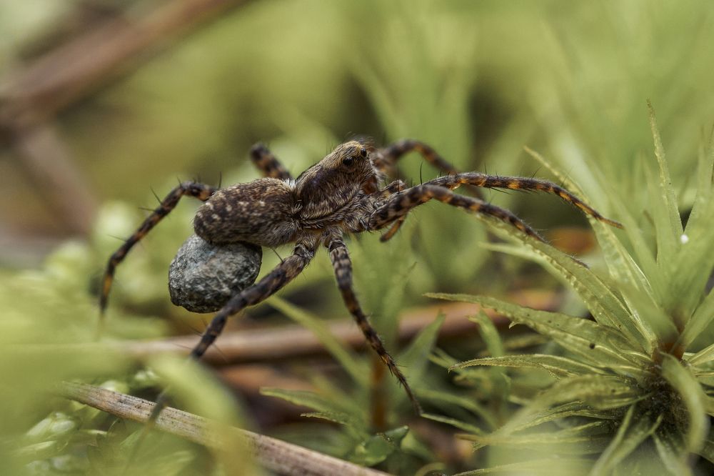 Мать волчица с коконом