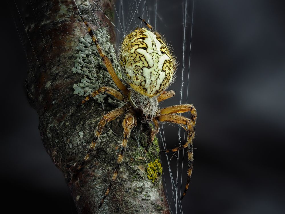 Изящный хищник.