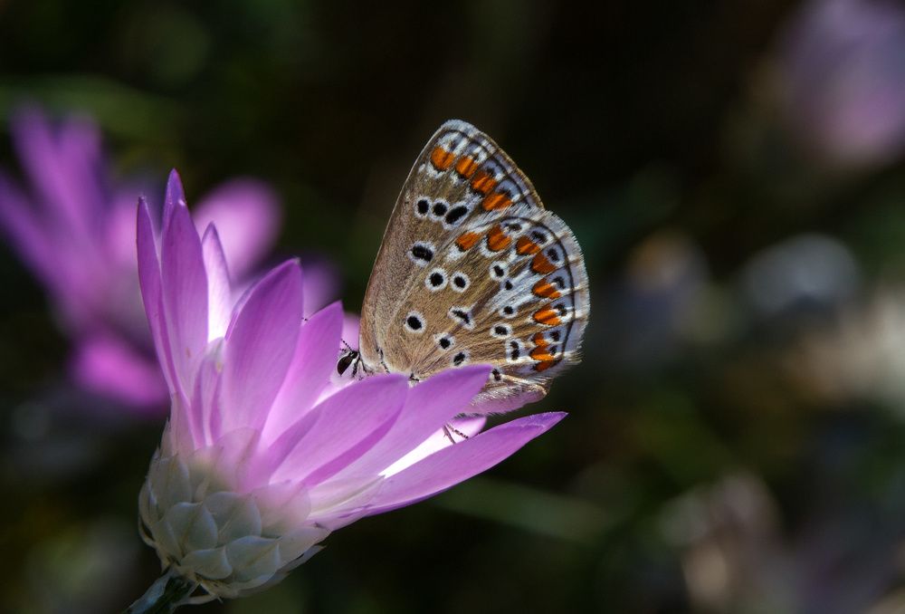 Photograph by Михаил Нижников