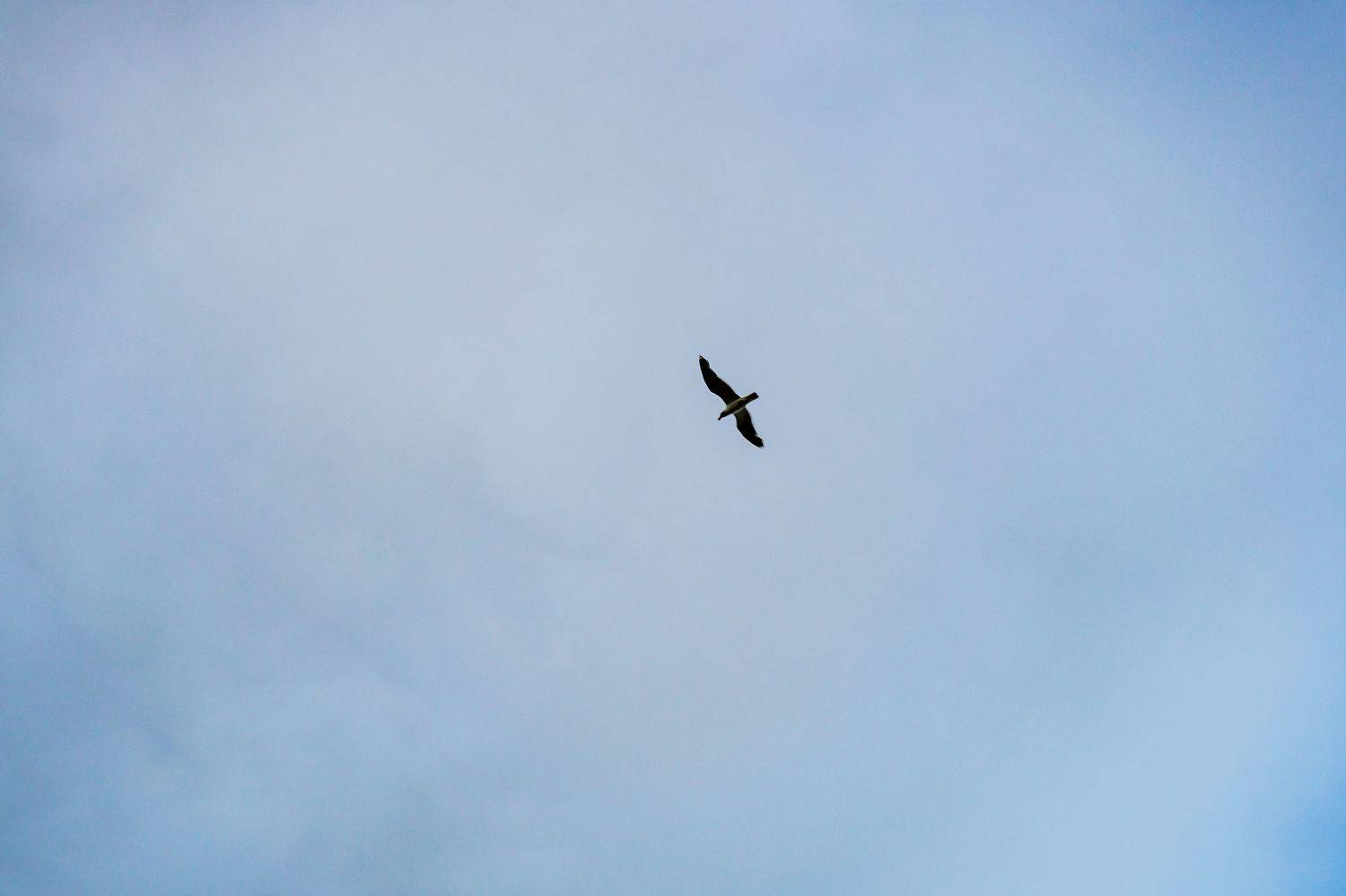 Photo #7120955