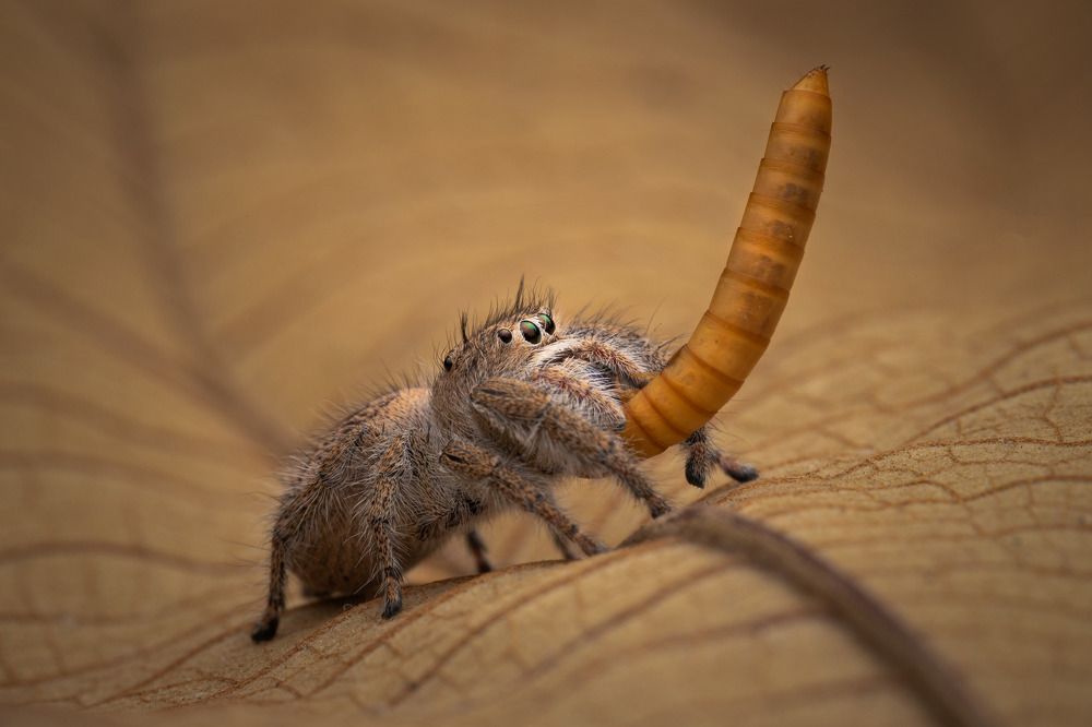 Photograph by Royanto Royanto