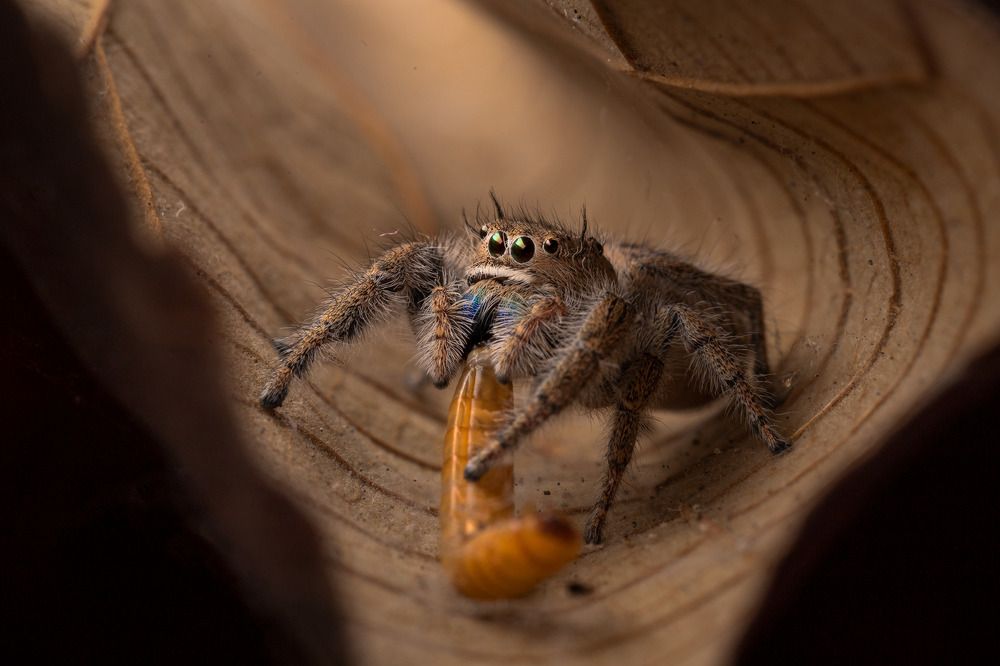 Photograph by Royanto Royanto