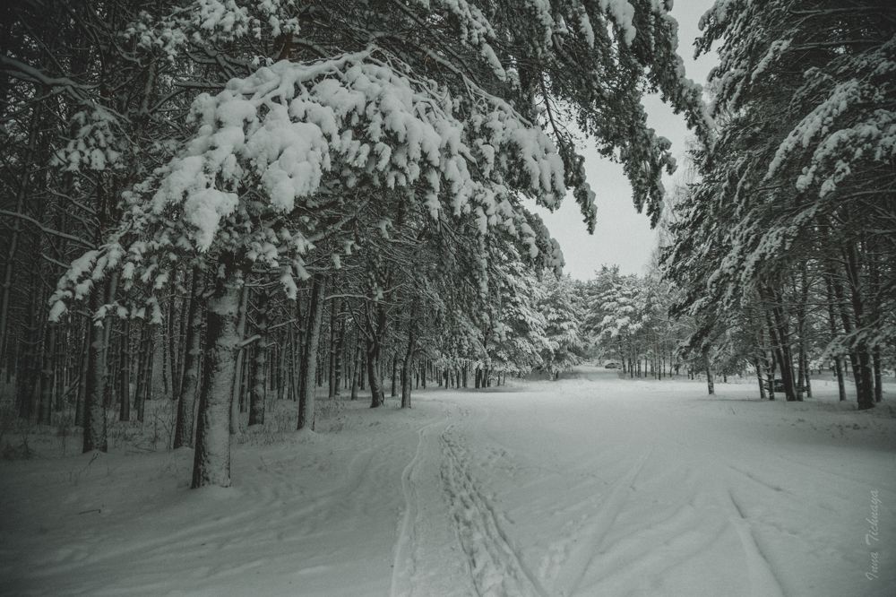 Photograph by Инна Тычная