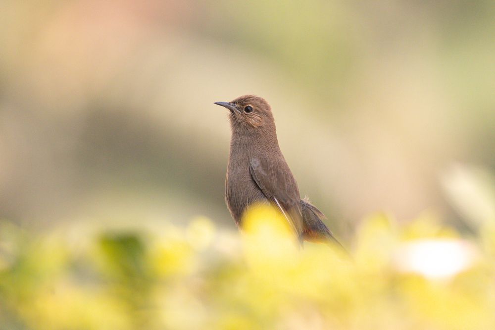 Photograph by Sumathi