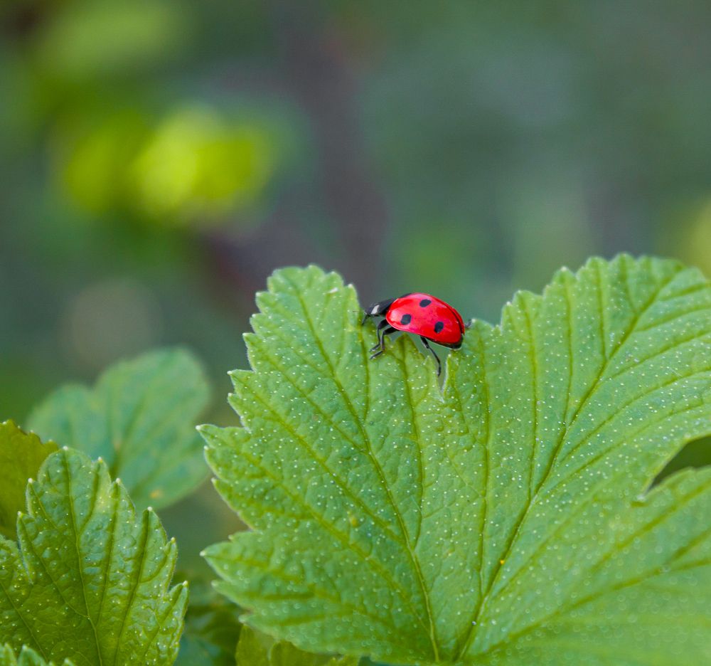 Photograph by Герман Корнеев