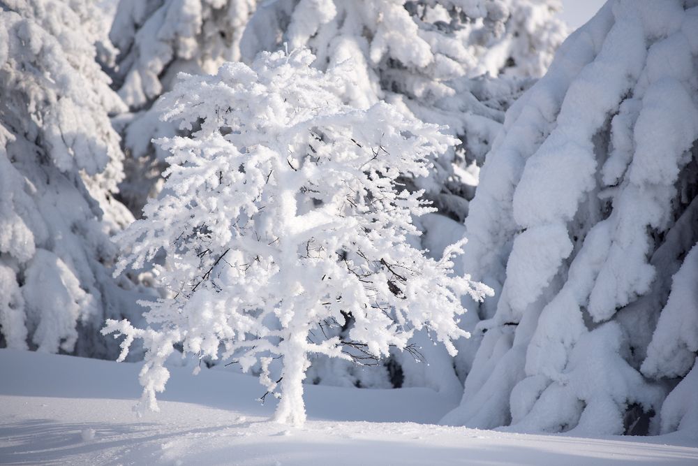 Фотография автора Сергей Сынтин