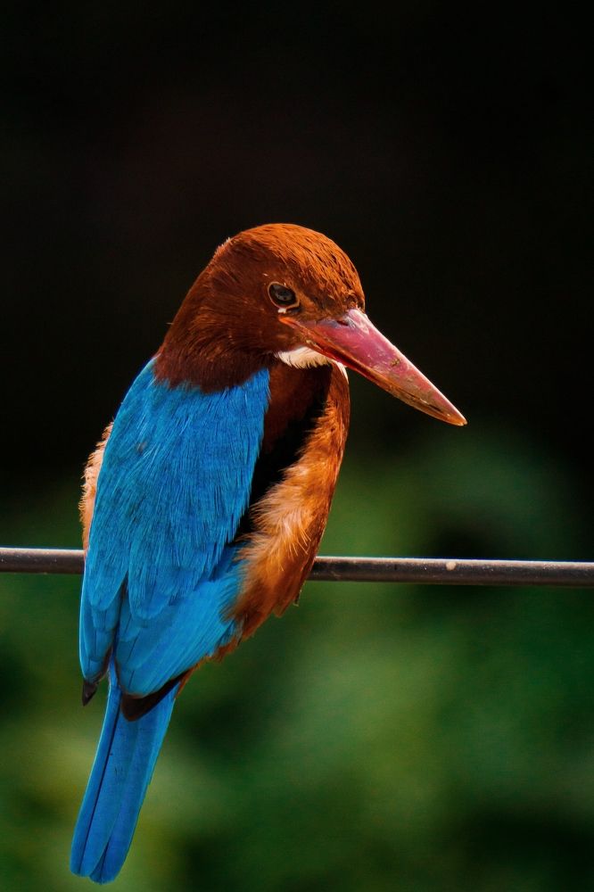 Photograph by MD. SADMAN SAKIB