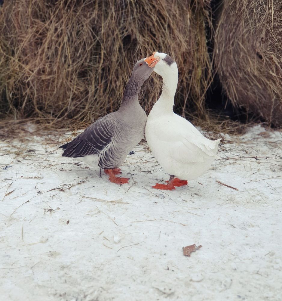 Photograph by Александра Гончаренко Александра Гончаренко