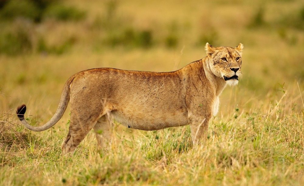 Photograph by Johan Willems