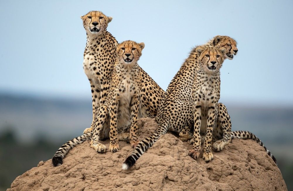 Photograph by Johan Willems