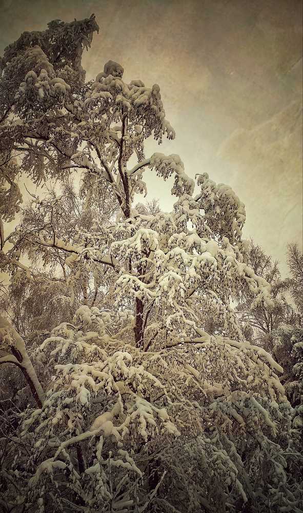 под покровом снега...