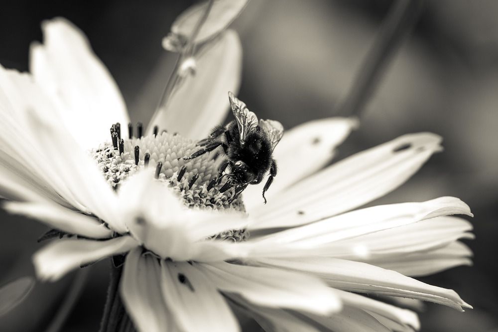 Photograph by Белицкая Наталия