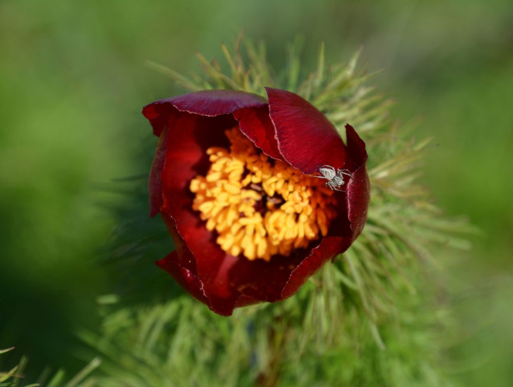 Photograph by Екатерина Крючкова